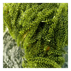 สาหร่ายสาหร่ายทะเลแช่แข็ง (Caulerpa Lentillifera) สำหรับตกแต่งซูชิและจัดเลี้ยง ผู้ผลิตจากเวียดนาม - Product Image 2