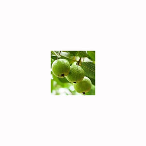 Organic farm grown <b>guava</b> <b>fresh</b> sweet aromatic fruit premium quality wholesale bulk export - Product Image 6