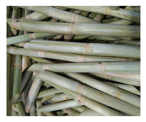 Caña de azúcar congelada Premium Dulce Caña de azúcar Palitos Exportación a granel Mejor precio Zumo de caña de azúcar congelado Venta competitiva Alta calidad - Product Image 3