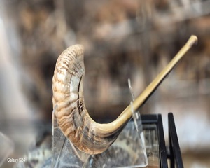 Le plus haut savoir-faire casher Shofar meilleure qualité corne de bélier naturelle mouton poli écologique à des fins religieuses soufflant - Product Image 1