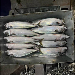 Precio al por Mayor de Caballa Congelada BQF con Piel, Eviscerada y Limpiada, envasada al Vacío, Lista para Cocinar, de la Mejor Calidad para Asar o Freír - Product Image 5