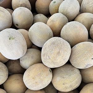 เมลอนคันตาลูปสดเกรด 1 - ความหวานสูง - เมลอนเกรดส่งออกจำนวนมาก - Product Image 2