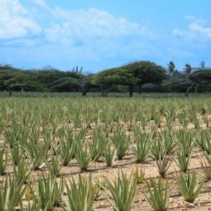 Polvo de Aloe Vera Orgánico Silvestre, Extracto Natural de Plantas, Grado Alimenticio para Bebidas y Suplementos, Proveedor de Exportación a Granel, Tailandia - Product Image 6