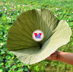 ใบบัวแห้ง2024เวียดนามเป็นมิตรกับสิ่งแวดล้อม - Product Image 2