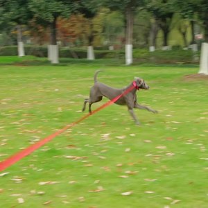 Fabriek Groothandel Heavy Duty Reflecterende Nylon Pet Training Lead Leadlijn Effen Patroon Traction Touw Duurzaam Modieus Voor Huisdieren - Product Image 6