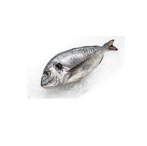 Pescado Dorsa Roja Congelada de Primera Calidad al Por Mayor a Precio Económico |   Pescado entero de branzo del Mar Rojo al por mayor - Product Image 4