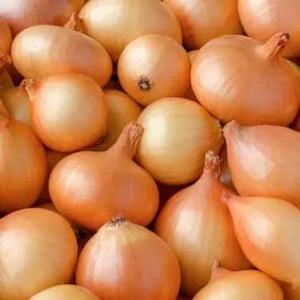 Fresh <b>Red</b> Onions Skin on Non-Peeled 5.5cm Thailand Phra Nakhon Si Ayuttaya 10kg Mesh Bag Wholesale - Product Image 4