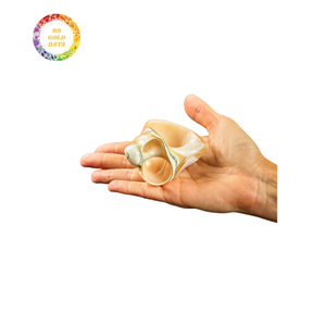 Anneaux de serviette coquillage de qualité supérieure prix d'usine abordable pour la décoration de table de style côtier et les idées cadeaux - Product Image 1