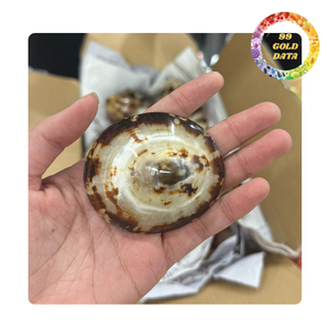 Seashell limpet | เปลือกหอยทะเลธรรมชาติสำหรับงานฝีมือและของที่ระลึก - Product Image 1