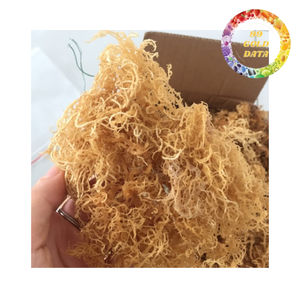 Approvisionnement en vrac en mousse de mer naturelle séchée avec et sans sel |   Algues délicieuses du Vietnam / Mousse d'Irlande de haute qualité - Product Image 5