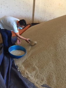 New Crop Vietnam Origin White Pepper 630GL Hierba seca fresca Sabor caliente fuerte Polvo de pimienta negra de alta calidad Procesamiento crudo AD - Product Image 4