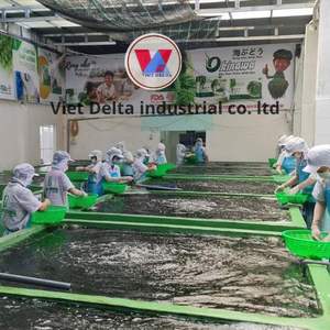 Aperitivo de superalimento cosechado a mano de lechuga de mar coreana orgánica de primera calidad, de origen sostenible, secado por expertos - Product Image 6