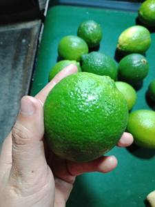 Limón sin semillas con buena calidad Producto agrícola Limón sin semillas de Holiday - Product Image 6