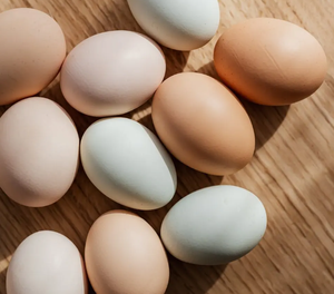 Gran oferta de huevos de gallina, huevos de avestruz, Países Bajos frescos de los huevos de mesa, huevos de gallina frescos de granja marrón y blanco - Product Image 2