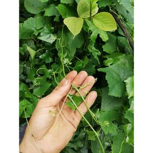 Annona Glabra seca de alta calidad de Vietnam, producto agrícola de primera calidad a la venta - Product Image 6