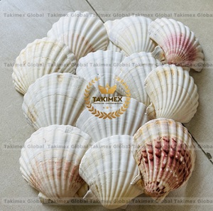 เปลือกหอยธรรมชาติสำหรับตกแต่งแขวนผนัง - Product Image 1