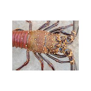 หางเรียบหนามกุ้งมังกรสำหรับผู้ซื้อจำนวนมากที่มีคุณภาพสม่ำเสมอ - Product Image 5