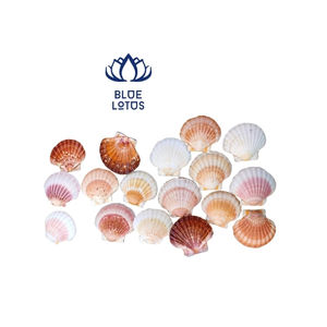 Estas conchas de vieira Pecten exquisitamente hechas, enormes y a buen precio del océano de Vietnam son de gran calidad - Product Image 1