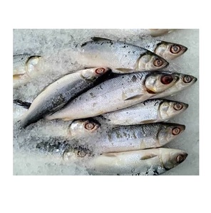 Pescado Congelado – Pescado Congelado de Calidad para Venta al por Mayor - Product Image 1