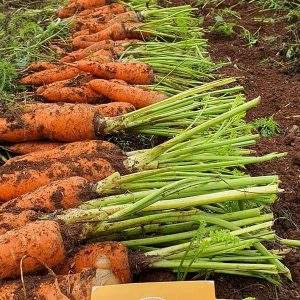 Carottes biologiques de haute qualité tranchées/coupées en morceaux/en dés et pelées cultivées en serre IQF congelées dans un emballage sous vide en vrac - Product Image 4