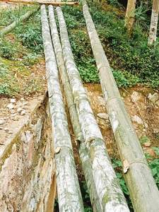 Postes de bambú seco tratado para proyectos al aire libre y trabajos artesanales - Product Image 2