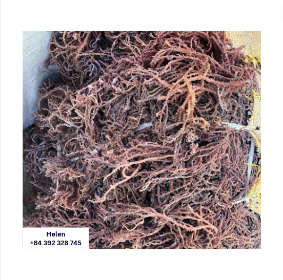 Высококачественный Золотой морской мох Eucheuma морской мох сушеный Eucheuma Cottonii водоросли по низкой цене/соленый и несоленый сушеный морской мох