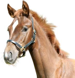 Nouveau licou en cuir Mini Shetland en cuir noir durable style cheval et bride en cuir - Product Image 2