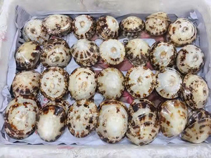 Coquillages verts Coquillages naturels Coquilles crues récoltées au Vietnam en grande quantité - Product Image 2