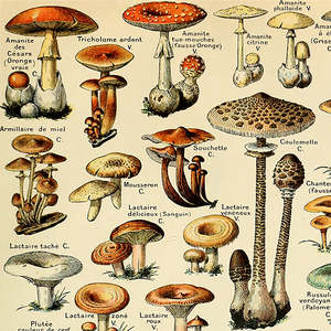 Adolphe Millot's Mushrooms Map <b>Poster</b> - Product Image 2