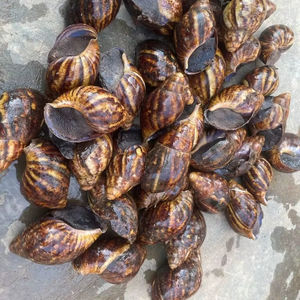 Compre Africa Smail Online Producto de calidad premium Ideal para cocinar Belleza y remedios herbales con entrega rápida - Product Image 1