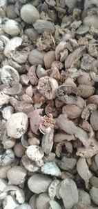 พรีเมี่ยมสินค้าเกษตรลูกจันทน์เทศในรูปแบบหัก/bwp - Product Image 2