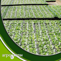 Barquettes à semis transparentes réutilisables ultra-flexibles à 104 cellules avec trous de drainage, en plastique agricole robuste et écologique