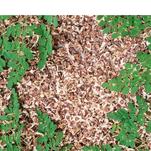 Graines de Moringa sèches entières Produit agricole de qualité supérieure - Product Image 3