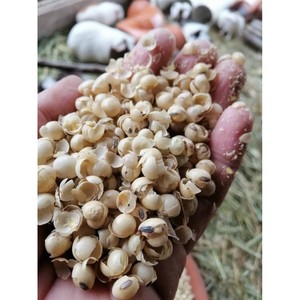 Casco de soja de venta directa de fábrica rico en proteínas y fibra casco de soja procesado fresco para animales - Product Image 2