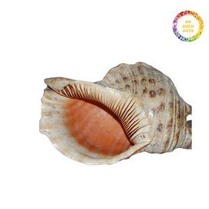 Concha de mar de trompeta natural seleccionada a mano de primera calidad, ideal para decoración del hogar y colecciones marinas - Product Image 3