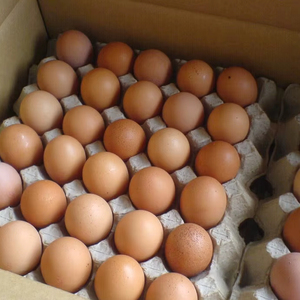 ไข่ไก่สดสีน้ำตาล/ไข่ไก่, ขายในราคาที่ดีที่สุด ไข่ไก่สดสีน้ำตาลจากฟาร์ม - Product Image 1
