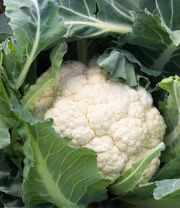 Mejor Precio Exportación Reino Unido Coliflor Fresca de Alta Calidad - Product Image 2