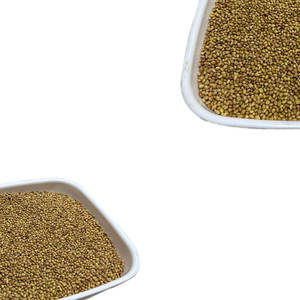 Berseem Clover Culture agricole à haute teneur en protéines et à faible teneur en fibres à des fins fourragères - Product Image 6