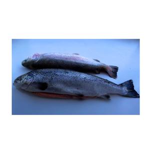 Saumon entier biologique du Pacifique en gros, processus BQF, emballage sous vide, qualité supérieure, 20 kg, sans additifs - Product Image 5