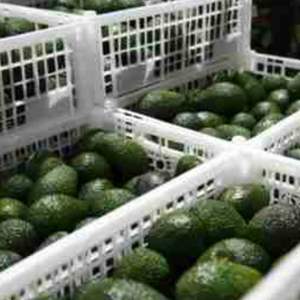 Aguacate Hass Fresco de Alta Calidad - Sabor Dulce, Mejor Precio, Directo de los Productores - Product Image 6