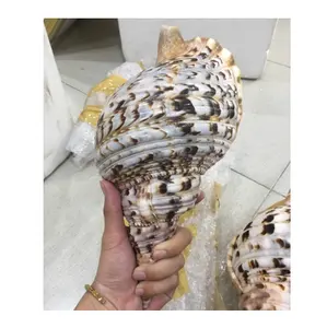 wholesales Trumpet Triton shells - Large Handicraft seashell - unique shells from vietnam - cleaned shell for craft 99GD