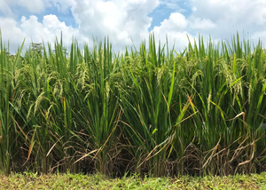 Riz cassé prêt à l'exportation : frais, propre et de qualité supérieure - Product Image 6