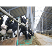 2022 Offre Spéciale préfabriquées Préfabriqués Bovins Vache Chèvre Laitière hangar Agricole Conception