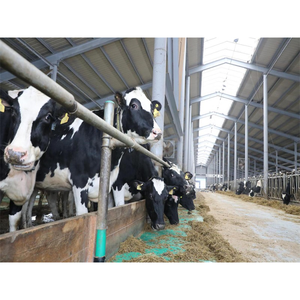 Cobertizo de granja lechera prefabricada, producto en oferta, 2022 - Product Image 3