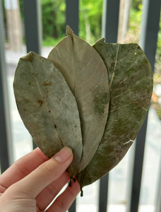 Feuilles de corossol séchées en vrac directement de l'usine, feuilles d'Annona Muricata pour sachets de thé, mélanges d'herbes et sachets - Product Image 1