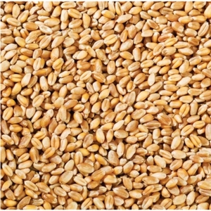 Orge maltée de qualité supérieure pour l'alimentation des chevaux et des poissons, approvisionnement en vrac, exportation directe et vente en gros depuis l'usine thaïlandaise - Product Image 1