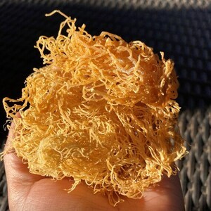 Musgo marino seco de selección superior | Exportación de Vietnam | Calidad natural - Product Image 2