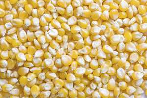 Maíz amarillo dulce sin OGM, tipo blanco para consumo humano - Product Image 4