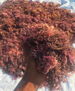 Pack en vrac de mousse de mer séchée du Vietnam, Eucheuma Cottonii, algue irlandaise dorée violette, Spinosum, sauvage, emballage personnalisé de marque - Product Image 3