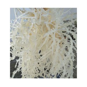 สาหร่าย Eucheuma cottonii สาหร่ายทะเลมอสเซนต์ลูเซียจาก2025 - Product Image 4